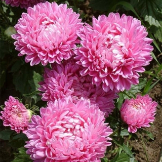 img-0: Астра Классик Роуз [3 гр] - ООО «Семена Тут»