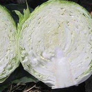 Капуста белокочанная Северина F1 - ООО «Семена Тут»