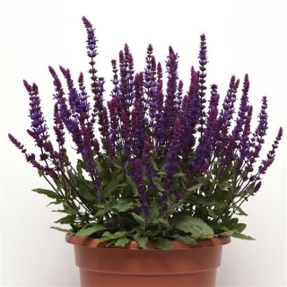 img-0: Шалфей дубравный Сальваторе Блю [10000 шт] - ООО «Семена Тут»