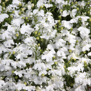 Лобелия прямостоячая Палас Вайт [1000 м/драже] - ООО «Семена Тут»
