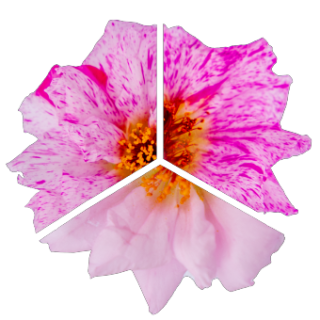 img-0: Портулак Сандайл F1 Пепперминт [250 м/драже] - ООО «Семена Тут»