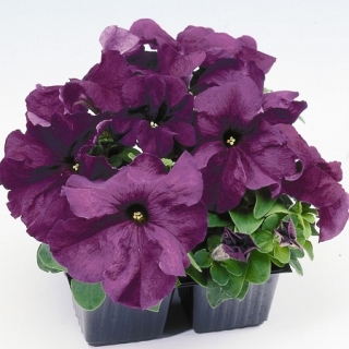 Петуния грандифлора Лимбо Джи Пи Дип Парпл [10000 драже] - ООО «Семена Тут»