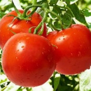 Томат Титан - ООО «Семена Тут»
