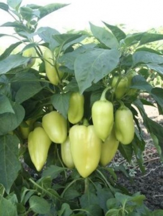 img-0: Перец Эривань F1 - ООО «Семена Тут»