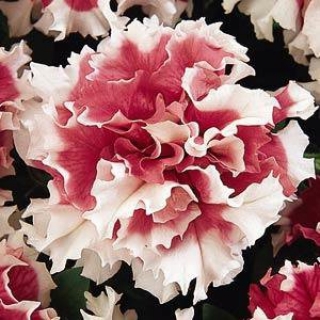 Петуния махровая Пируэтт Ред [50 драже] - ООО «Семена Тут»