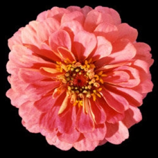 Цинния Мастер Пинк [250 шт] - ООО «Семена Тут»