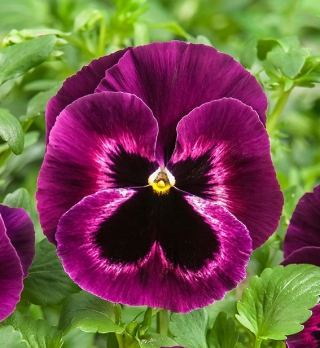 Виола крупноцветковая Селло Неон Парпл [100 шт] - ООО «Семена Тут»