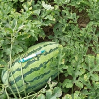 img-1: Арбуз Тамтам F1 - ООО «Семена Тут»