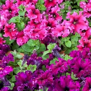 Петуния бахромчатая Эспрессо Фраппе Микс [50 драже] - ООО «Семена Тут»