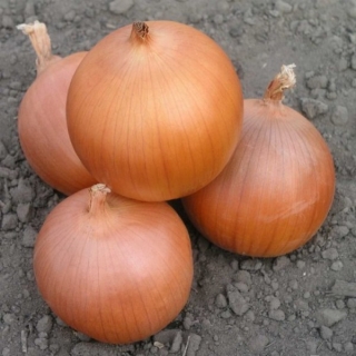 Лук репчатый Пандеро F1 - ООО «Семена Тут»