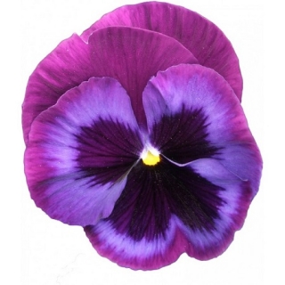Виола крупноцветковая Пауэр Блю Джинс [100 шт] - ООО «Семена Тут»
