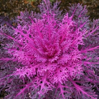 Капуста декоративная Пикок Ред [250 шт] - ООО «Семена Тут»