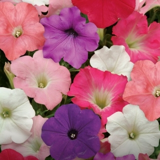 Петуния ампельная F1 Изи Вэйв Формула микс [1000 драже] - ООО «Семена Тут»
