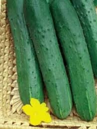 Огурец Зозуля F1 - ООО «Семена Тут»