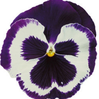 Виола крупноцветковая Пауэр Блю энд Вайт [1000 шт] - ООО «Семена Тут»