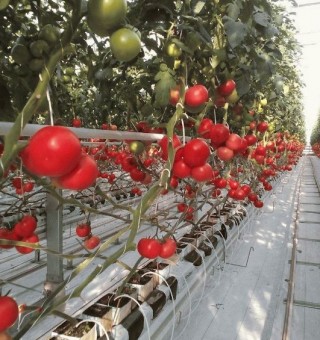 img-1: Томат CB 3725 ТЧ F1 - ООО «Семена Тут»