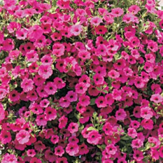 img-0: Петуния ампельная F1 Парпл Вельвет [100 драже] - ООО «Семена Тут»