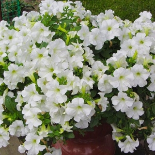 Петуния мультифлора Джоконда Вайт [1100 драже] - ООО «Семена Тут»