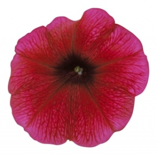 Петуния мультифлора Мерлин Плам Вейн [1000 драже] - ООО «Семена Тут»