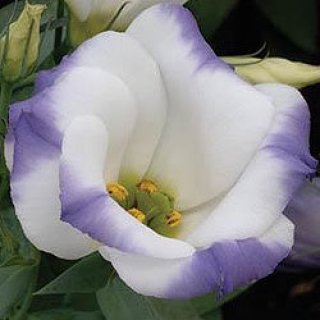 Эустома Сапфир Блю Чип [250 драже] - ООО «Семена Тут»