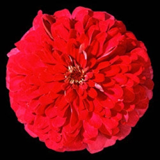 Цинния Мастер Черри Роуз [100 шт] - ООО «Семена Тут»