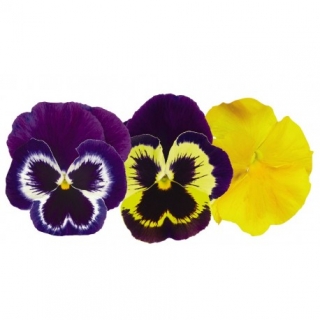 Виола крупноцветковая Инспайер Плюс Марди Гра Микс [1000 шт] - ООО «Семена Тут»