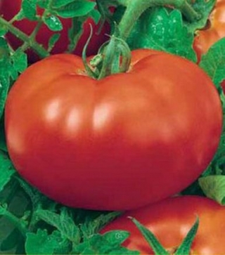 Томат Супер Ред  F1 - ООО «Семена Тут»