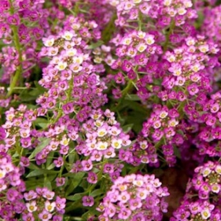 Алиссум Эстер Бонет Дип Пинк [5000 шт]* - ООО «Семена Тут»