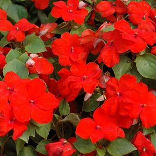 img-1: Бальзамин Экстрим F1 Скарлет [100 шт] - ООО «Семена Тут»