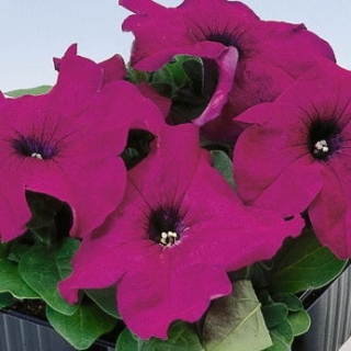 Петуния грандифлора Лимбо Джи Пи Парпл [100 драже] - ООО «Семена Тут»