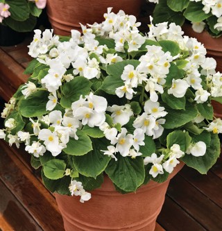img-1: Бегония вечноцветущая Волюмия Вайт [1000 драже] - ООО «Семена Тут»
