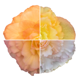 img-0: Бегония клубневая Нонстоп Пич Шейдес [1000 драже] - ООО «Семена Тут»