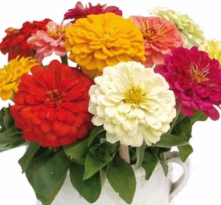 Цинния изящная Эльдорадо Микс [100 шт] - ООО «Семена Тут»