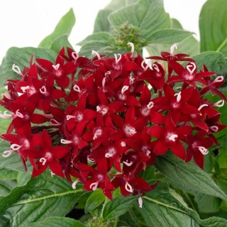 img-1: Пентас Граффити Дип Ред [500 драже] - ООО «Семена Тут»