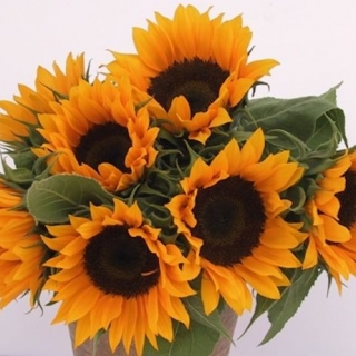 Подсолнечник Санрич Оранж [1000 шт] - ООО «Семена Тут»