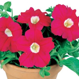 Петуния грандифлора Донна Дип Роуз [50 драже] - ООО «Семена Тут»