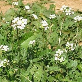 Редька масличная (1 уп - 0,5 кг) - ООО «Семена Тут»