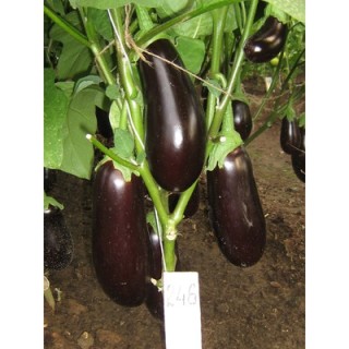 Баклажан Агат F1 - ООО «Семена Тут»