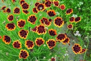 img-1: Космидиум Брюнет - ООО «Семена Тут»