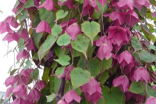 img-1: Родохитон Родос [100 шт] - ООО «Семена Тут»