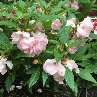 Бальзамин Том Самб розовый. - ООО «Семена Тут»