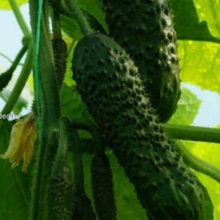 img-1: Огурец Шкипер F1 - ООО «Семена Тут»