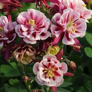 Аквилегия Винки Дабл Ред Вайт [100 шт] - ООО «Семена Тут»