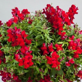 Львиный зев ампельный Кенди Шауэрс Ред [100 м/драже] - ООО «Семена Тут»