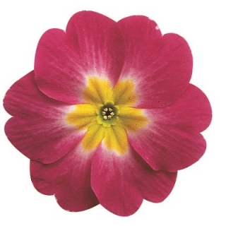 Примула Данова Биколор Парпл [1000 шт] - ООО «Семена Тут»