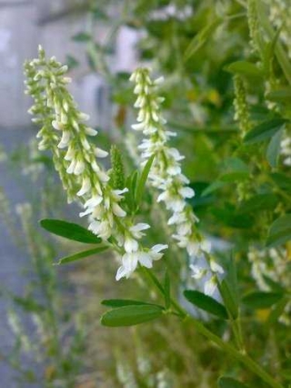 img-1: Донник белый Волжанин - ООО «Семена Тут»