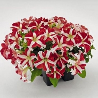 Петуния грандифлора Саксесс 360° Ред Стар [50 драже] - ООО «Семена Тут»