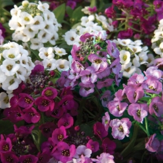 Алиссум Эстер Бонет Микс [5000 шт]* - ООО «Семена Тут»