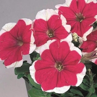 Петуния мультифлора Мерлин Роуз Пикоти [1000 драже] - ООО «Семена Тут»