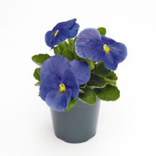 Виола крупноцветковая Инспайер Плюс Тру Блю [50 шт] - ООО «Семена Тут»